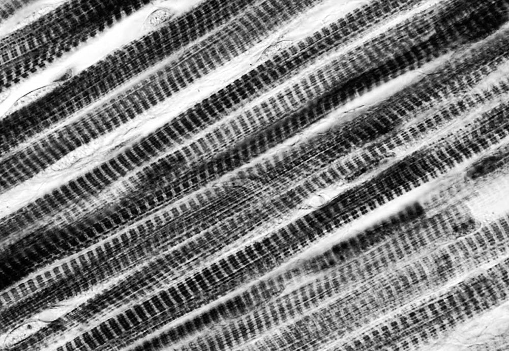 ¿Qué es el glucógeno?